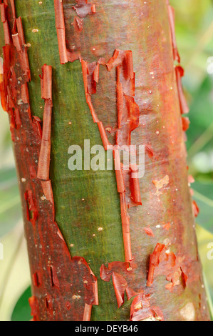 Gumbo-limbo, Copperwood or Chaca (Bursera simaruba), detail of bark, Sanibel Island, Florida, United States