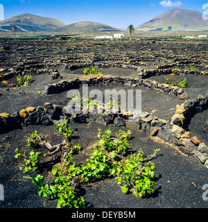Grape vines growing in volcanic soil La Geria Lanzarote Canary Islands Spain Stock Photo