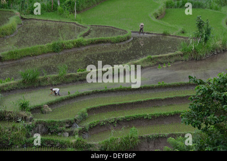 Indonesia, island of Bali, peasants working in rice fields in terraces near Amlapura