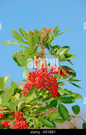 Brazilian Pepper, Aroeira, Rose Pepper or Christmasberry (Schinus terebinthifolius), branch with berries, Florida, United States Stock Photo