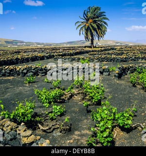 Grape vines growing in volcanic soil La Geria Lanzarote Canary Islands Spain Stock Photo