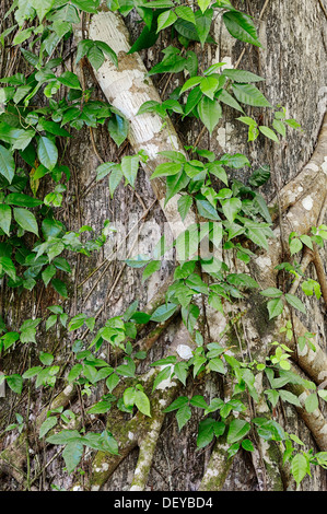 Tree with a Florida Strangler Fig or Strangler Fig (Ficus aurea), Corkscrew Swamp Sanctuary, Florida, United States Stock Photo