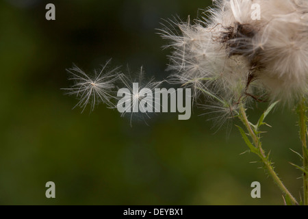 Spear Thistle (Cirsium vulgare), seeds, Bergisches Land Stock Photo