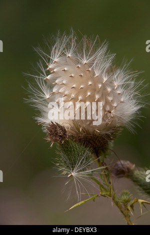 Spear Thistle (Cirsium vulgare), seeds, Bergisches Land Stock Photo