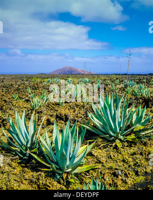 Agave plants in Timanfaya National Park Lanzarote Canary Islands Spain Stock Photo