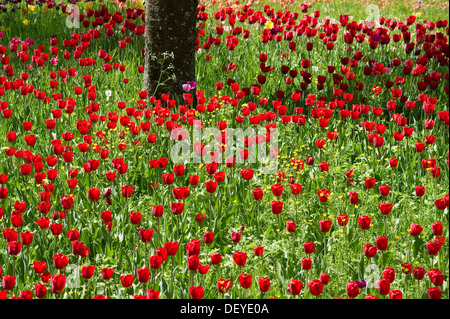 Red tulips, tulip field, Insel Mainau, Konstanz, Baden-Württemberg, Germany Stock Photo