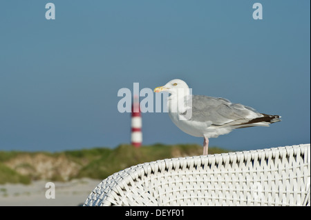 Seagull on a beach chair in front of a lighthouse, Amrum, Amrum, North Frisian Islands, Schleswig-Holstein, Germany