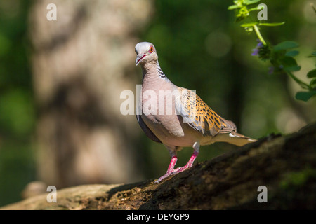 European turtle dove (Streptopelia turtur) on a branch in woodland Stock Photo