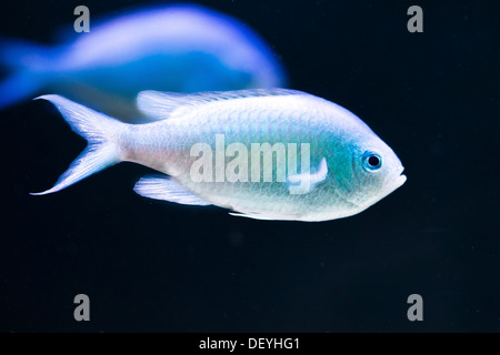 Chromis virdis Stock Photo