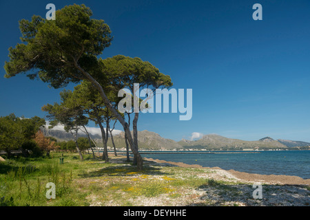 Pine trees and the sea, Bucht von Pollenca, Port de Pollenca, Majorca, Balearic Islands, Spain Stock Photo