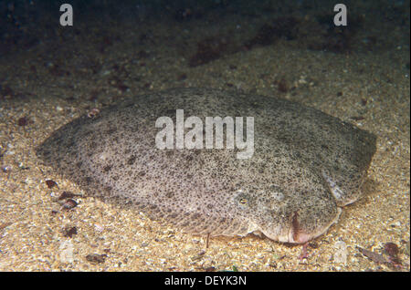 Turbot (Psetta maxima). Galicia, Spain Stock Photo - Alamy