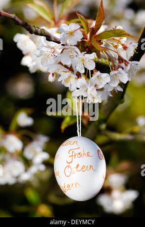 Easter egg and cherry blossoms Stock Photo