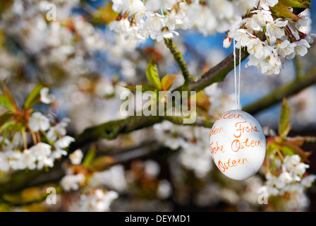 Easter egg and cherry blossoms Stock Photo