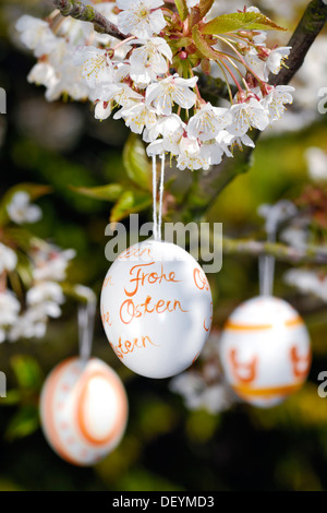 Easter eggs and cherry blossoms Stock Photo