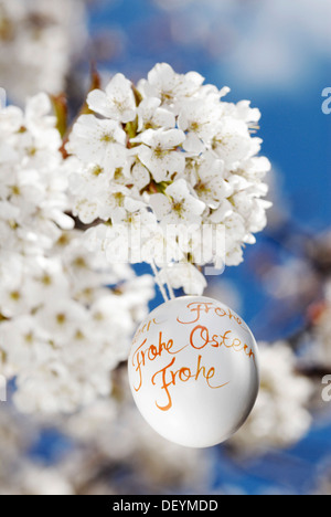 Easter egg and cherry blossoms Stock Photo