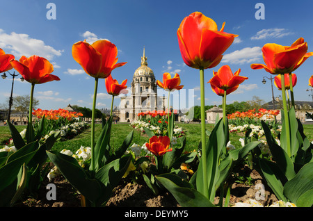 Tulips in front of the Chapel of Saint-Louis-des-Invalides, Paris, Ile-de-France, France Stock Photo