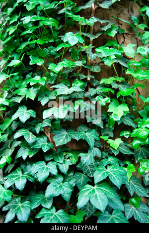 Ivy (Hedera helix), creeping on tree trunk Stock Photo