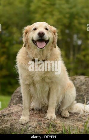 Golden retriever Dog happily sitting and smiling on a rock Stock Photo