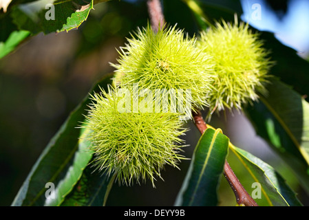 Sweet chestnut, Castanea sativa, Edelkastanie Stock Photo