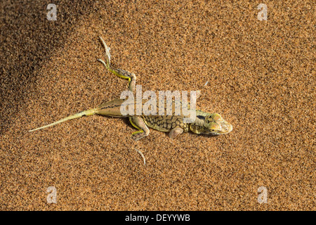 Shovel-snouted lizard (Meroles anchietae), Namib Desert, Namibia, April 2013 Stock Photo