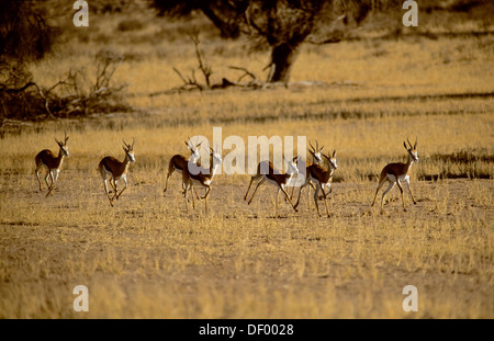 Springboks (Antidorcas marsupialis), Kgalagadi Transfrontier Park, Nossob Stock Photo