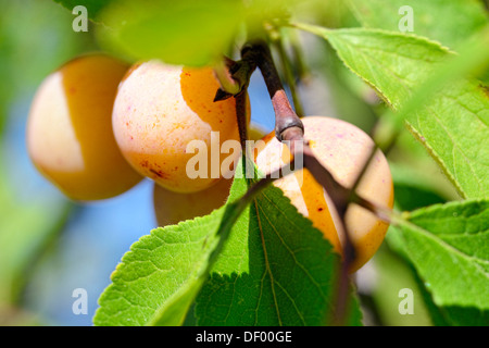 Mirabelle, Prunus domestica subsp. syriaca Stock Photo