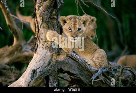 Lion (Panthera leo), Nossob River, Nossob, South Africa Stock Photo
