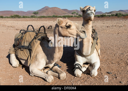 Save the Rhino Trust camel camp patrol camels, Kunene region, Namibia, Stock Photo