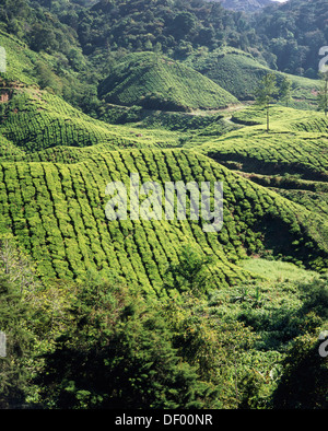 Malaysia, West Malaysia, Cameron Highlands, Tea Plantations. Stock Photo