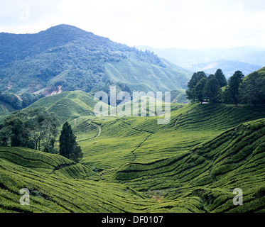 Malaysia, West Malaysia, Cameron Highlands, Tea plantations. Stock Photo
