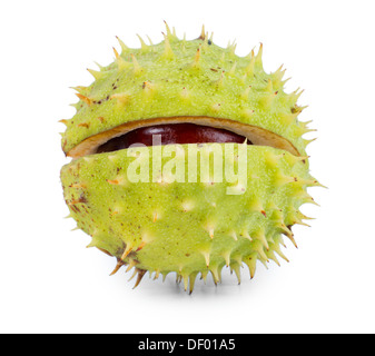 Texture of a whole fresh sweet chestnut still encased in its outer green husk or burr which is partially open to reveal the inner brown nut or kernel, close up on a white background. Stock Photo