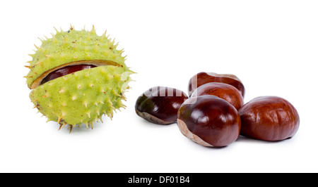 Whole fresh raw chestnuts, one its its prickly green outer burr or husk and a group of brown edible nuts or kernels, over white Stock Photo