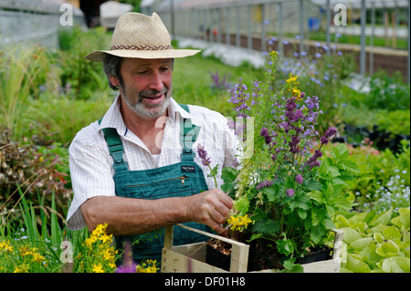 Gardener with straw hat and a box of herbal plants Stock Photo