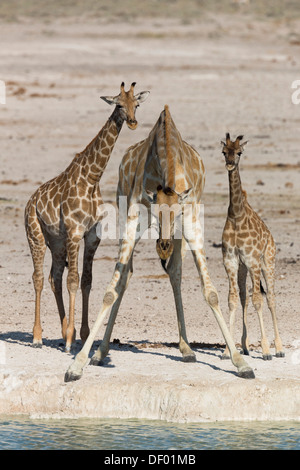 Giraffe (Giraffa camelopardalis) drinking, Etosha national park, Namibia, June 2013 Stock Photo