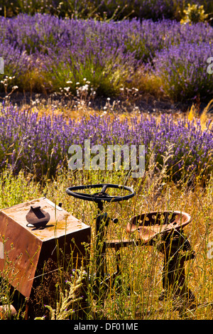 Derelict farm machine in a blooming field of Lavender (Lavandula angustifolia) around Boux, Luberon Mountains, Vaucluse Stock Photo