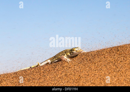 Shovel-snouted lizard (Meroles anchietae), Namib Desert, Namibia, April 2013 cropped Stock Photo