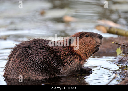 A curious adult beaver looking up from his spot on his dam Stock Photo ...