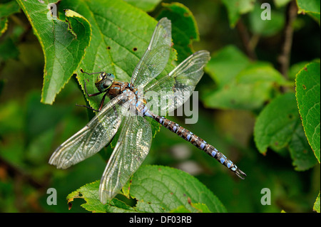 A Blue-eyed Darner dragonfly perched on a green leaf Stock Photo