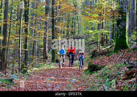 Father and children riding mountain bikes in a forest near Grainau, Werdenfelser Land, Upper Bavaria, Bavaria Stock Photo