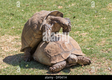 A Male Sulcata Tortoise Slowly Climbing On Top Of Its Female Companion Stock Photo Alamy