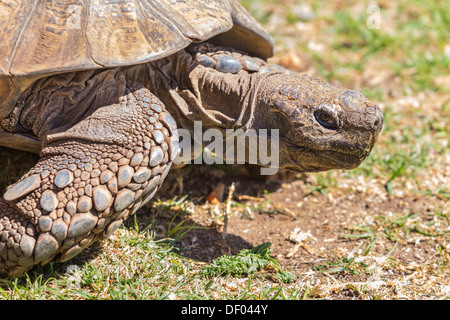 A close-up shot of a Sulcata tortoise sticking its head out Stock Photo