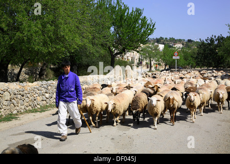 Shepherd with sheeps near Inca, Mallorca, Balearic Islands, Spain Stock Photo