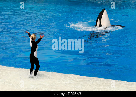 Trained killer whale, orca (Orcinus orca), Shamu Stadium, SeaWorld, San Diego, California, USA, North America Stock Photo