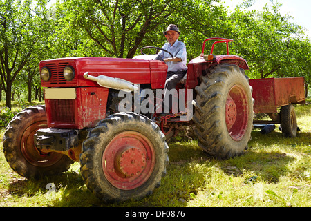 Senior farmer driving his old tractor with trailer through a plum trees orchard Stock Photo