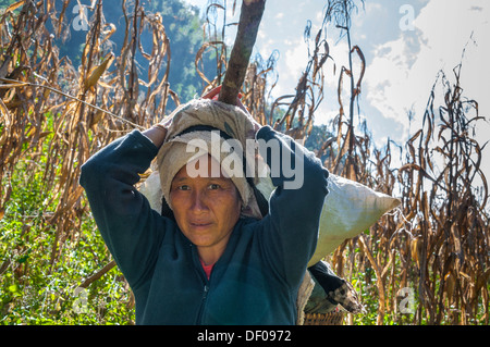 Hill tribe woman carrying a load on her head, woman of the Hmong people, an ethnic minority, in corn field Stock Photo