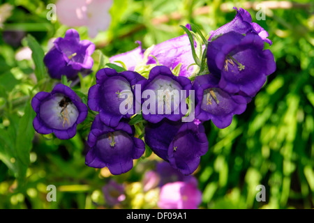 Canterbury Bells or Bellflowers (Campanula medium), Schwaebisch Gmuend, Baden-Wuerttemberg Stock Photo