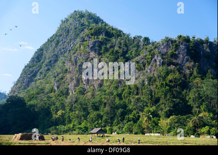 People working on a harvested paddy field, Mae Hong Son province, northern Thailand, Thailand, Asia Stock Photo