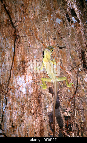 Scarborough Tobago Botanical Gardens Lizard Stock Photo