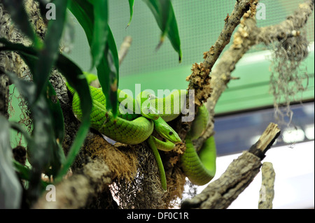 Western Green Mamba (Dendroaspis viridis), poisonous snake, native to Africa, Terrazoo, North Rhine-Westphalia Stock Photo