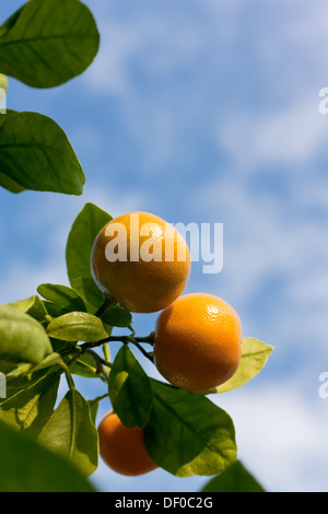 Calamondin fruits ripening on the tree Stock Photo